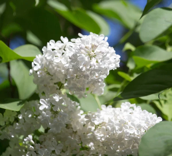 White lilac nature — Stock Photo, Image