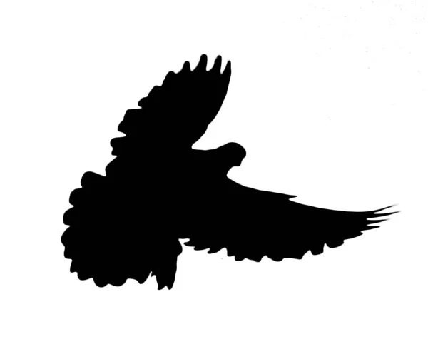 Beyaz zemin üzerine siluet güvercin — Stok fotoğraf
