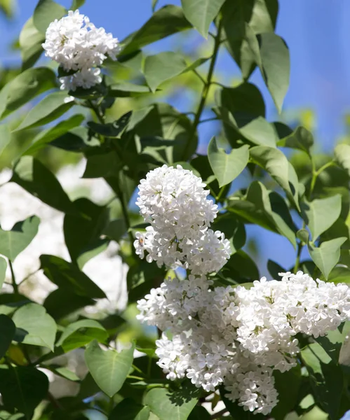 Witte Lila aard — Stockfoto