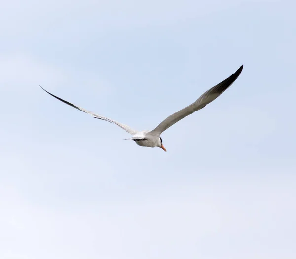 Gökyüzünde uçan martı — Stok fotoğraf
