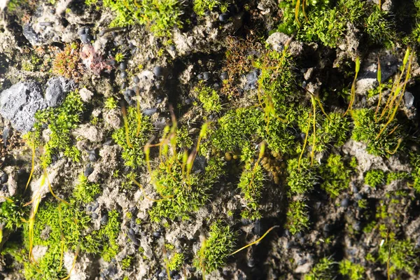 Musgo verde na natureza. close-up — Fotografia de Stock