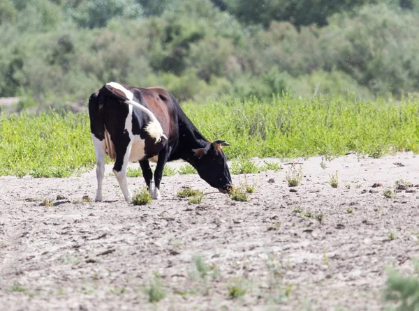 Vaca en la naturaleza —  Fotos de Stock