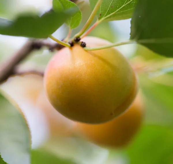 Abricots mûrs sur la nature — Photo