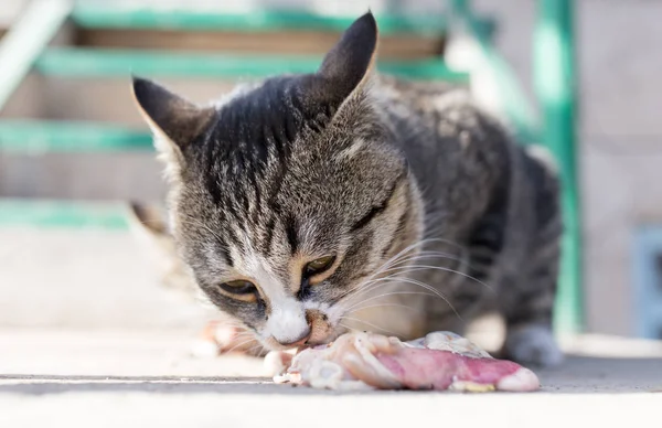 cat eats meat on nature