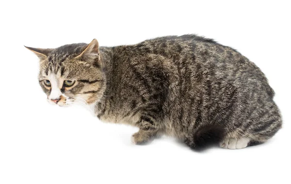 Retrato de gato sobre fondo blanco — Foto de Stock