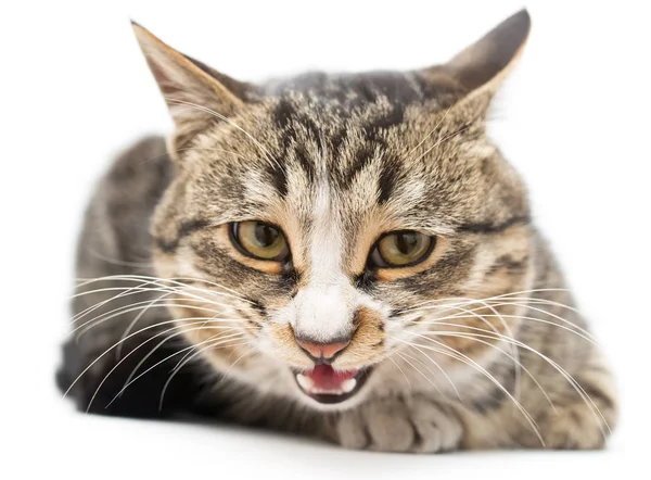 Gatinho assustado deitado à frente. Isolado em fundo branco. olhando para longe — Fotografia de Stock