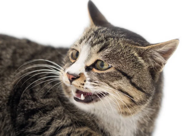 Bang poesje voor de deur. Geïsoleerd op witte achtergrond. wegkijkend — Stockfoto