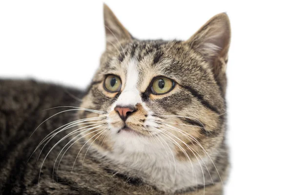 Kat staand op een witte achtergrond — Stockfoto