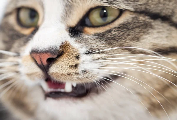 Retrato de un gato malvado. macro —  Fotos de Stock