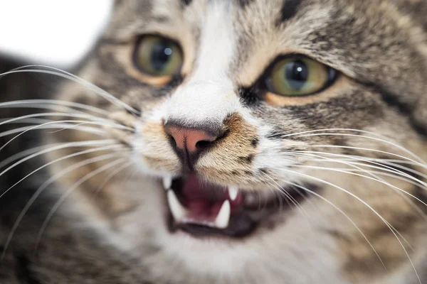 Porträtt av en ond katt. makro — Stockfoto
