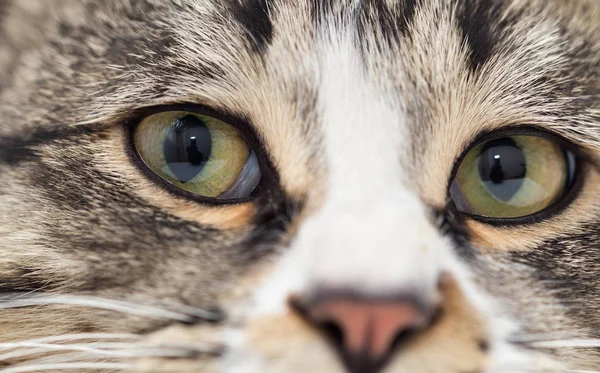 A macro shot of a young tabby cats face — Stock Photo, Image