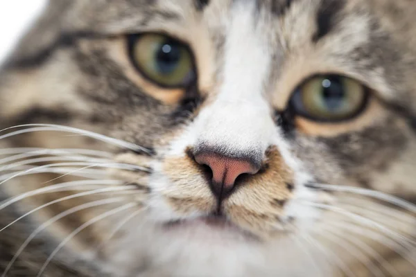 Makro snímek tváře mladé kočky mourek — Stock fotografie
