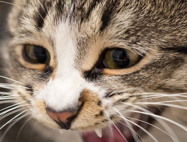 Porträt einer bösen Katze. Makro — Stockfoto