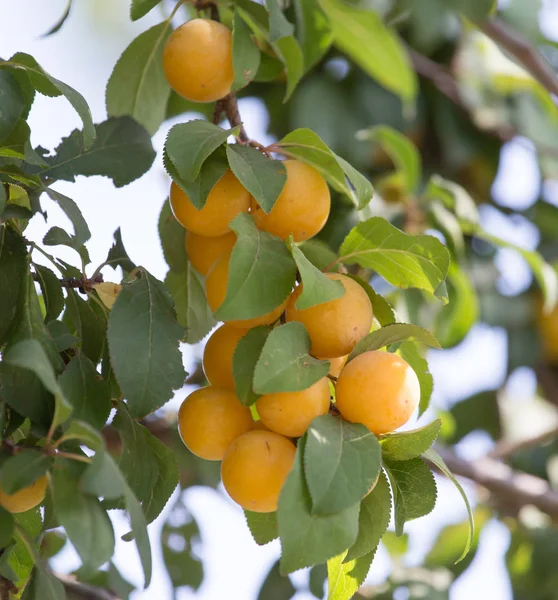 Abrikozen op de boom in de natuur — Stockfoto