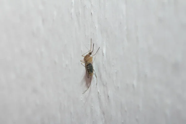 Mosquito en la pared blanca. macro —  Fotos de Stock