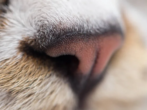 Neus van een gestreepte kater — Stockfoto