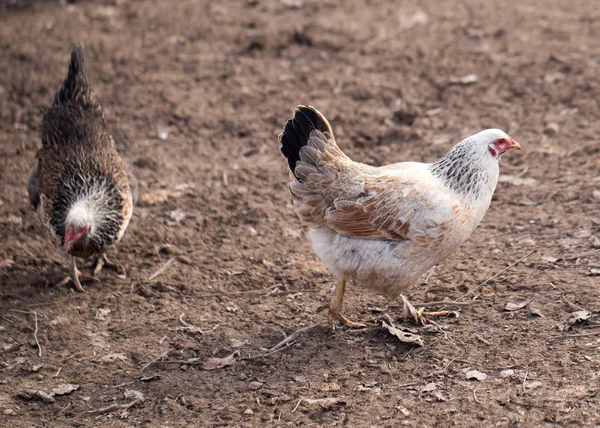 Frango na natureza — Fotografia de Stock