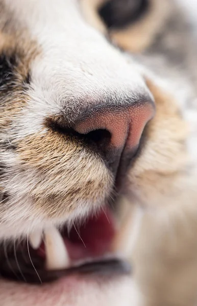 Neus van een gestreepte kater — Stockfoto