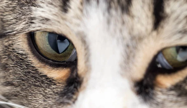 Makro snímek tváře mladé kočky mourek — Stock fotografie