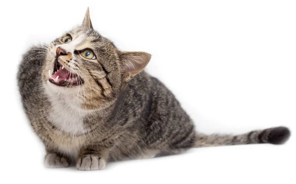 Bang poesje voor de deur. Geïsoleerd op witte achtergrond. wegkijkend — Stockfoto