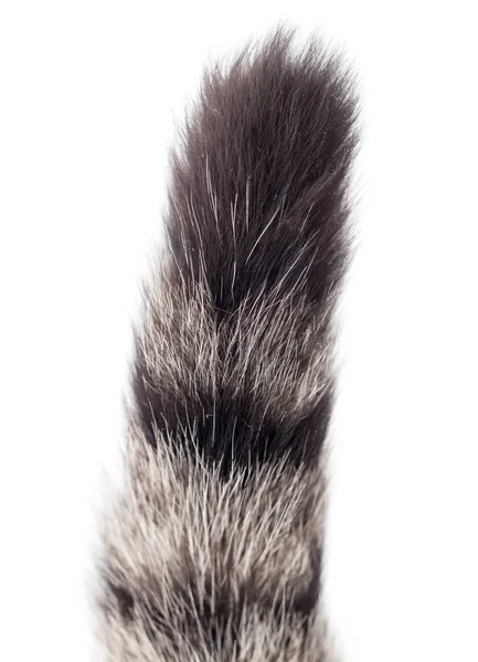 Tail of a cat on a white background — Stock Photo, Image