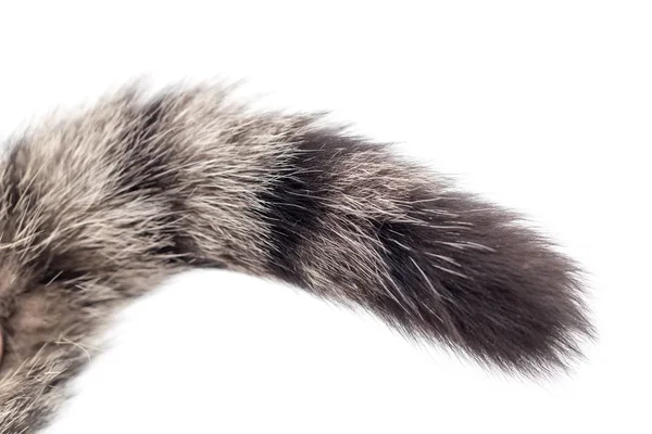 猫的尾巴在白色背景 — 图库照片