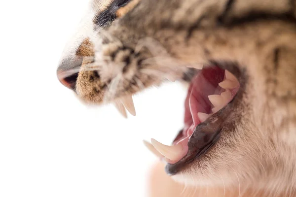 Evil cat teeth on a white background. macro — Stock Photo, Image