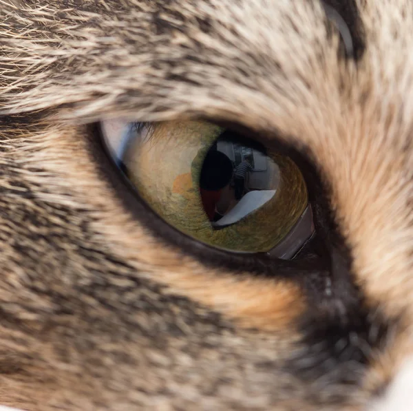 Extremo primer plano de ojo de gato verde . —  Fotos de Stock