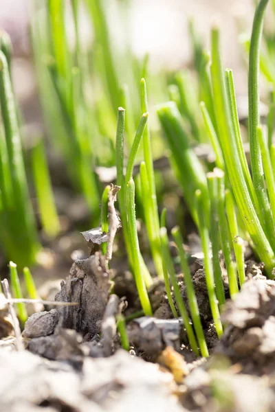 Młoda trawa w ziemi na zewnątrz — Zdjęcie stockowe