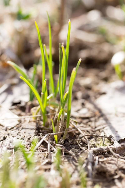 Jonge gras in de grond buitenshuis — Stockfoto