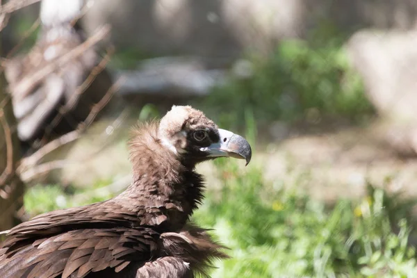 Uccello falco natura — Foto Stock