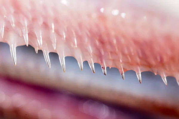 Diş balık pike. Super makro — Stok fotoğraf