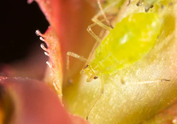 Aumento extremo - áfidos verdes en una planta —  Fotos de Stock