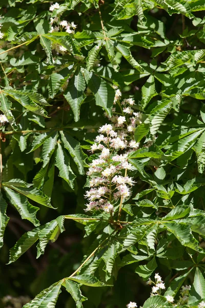 Blommor av kastanjeträd — Stockfoto