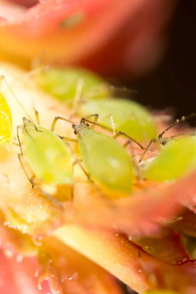 Agrandissement extrême - pucerons verts sur une plante — Photo