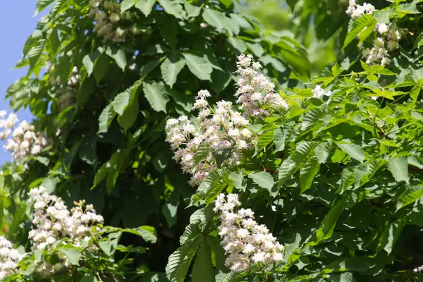 Flowers of chestnut tree — Stock Photo, Image