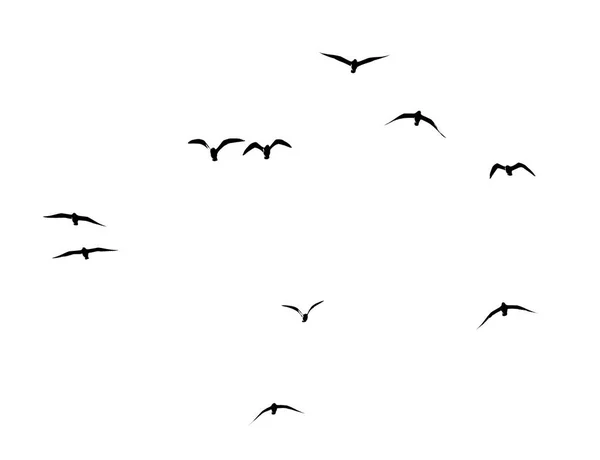 Silueta de una bandada de aves sobre un fondo blanco — Foto de Stock