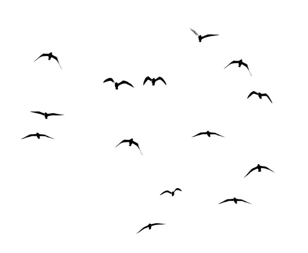 Silhouet van een zwerm vogels op een witte achtergrond — Stockfoto