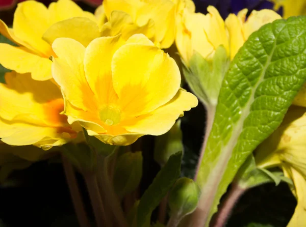 Sarı çiçek güzel arka plan — Stok fotoğraf