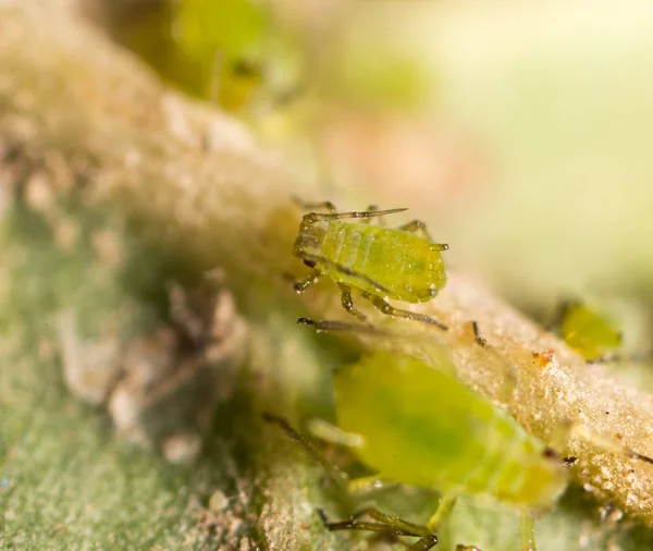 Aumento extremo - áfidos verdes en una planta —  Fotos de Stock