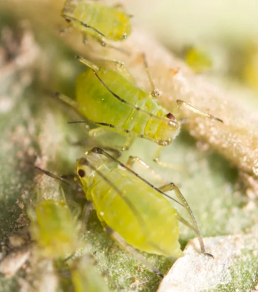 Aumento extremo - áfidos verdes en una planta —  Fotos de Stock