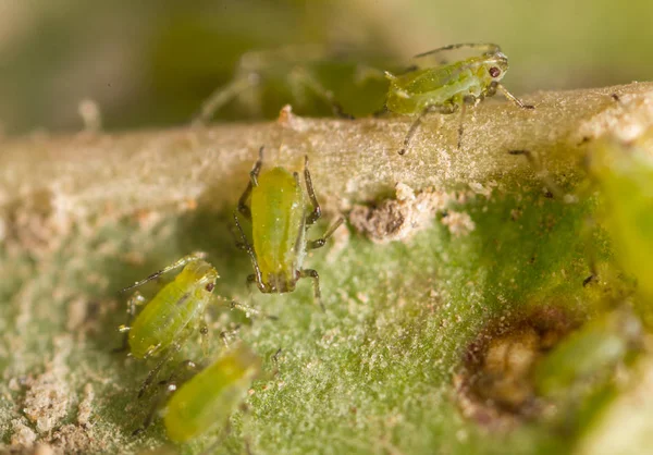 Extreme magnification - Green aphids on a plant — Stock Photo, Image