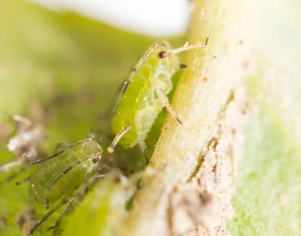 Aumento extremo - áfidos verdes en una planta — Foto de Stock