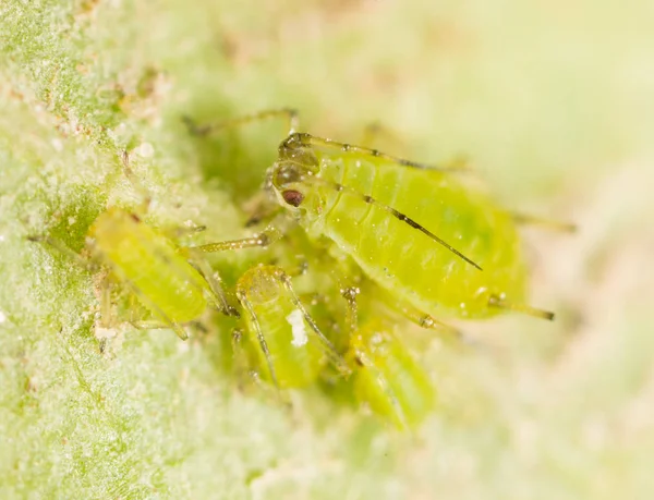 Aumento extremo - áfidos verdes en una planta —  Fotos de Stock