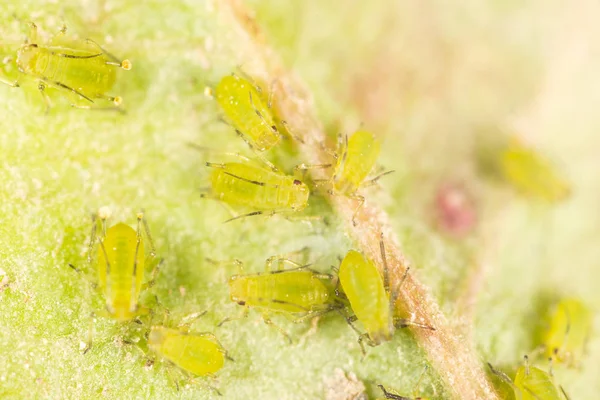 極端な倍率-植物の緑のアブラムシ — ストック写真