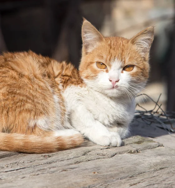 自然の中の猫の肖像画 — ストック写真