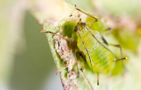 Aumento extremo - áfidos verdes en una planta —  Fotos de Stock