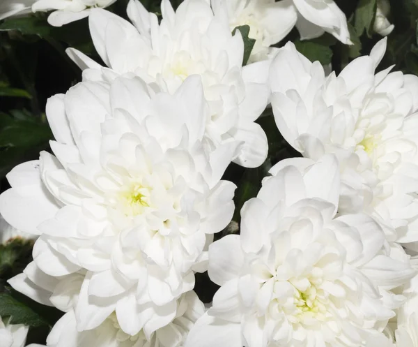 Hermosa flor blanca —  Fotos de Stock