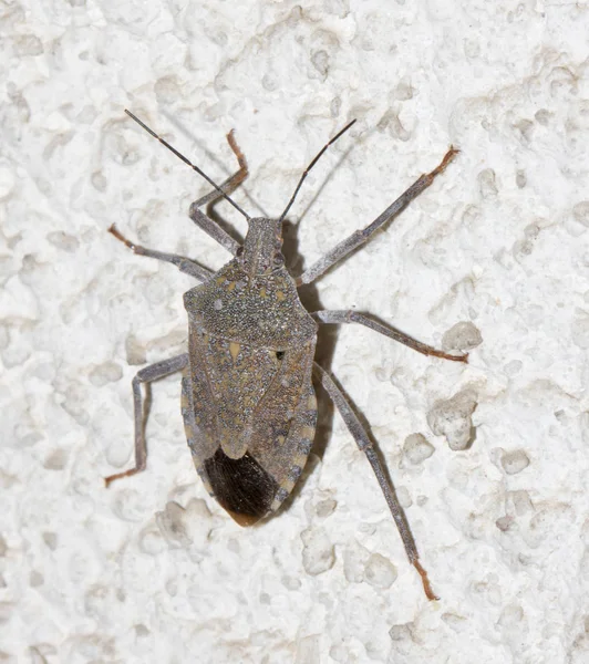 Stink bug on the wall. macro — Stock Photo, Image