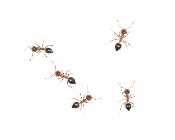 Hormigas en una pared blanca — Foto de Stock